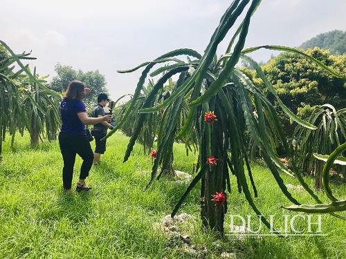 Du khách tham quan vườn thanh long tại Hợp tác xã Thanh long Uông Bí